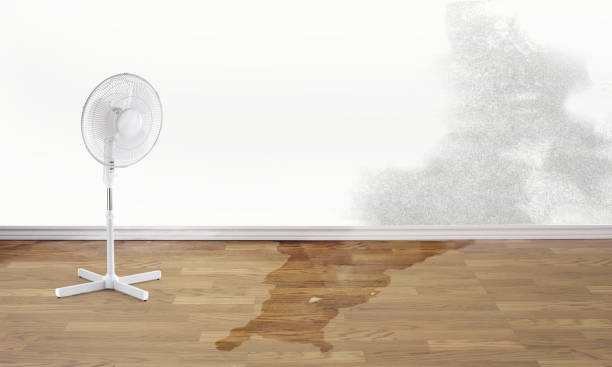 Best Flood restoration services  in Madisonville, LA